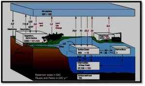 Global Carbon Cycle between various reservoirs